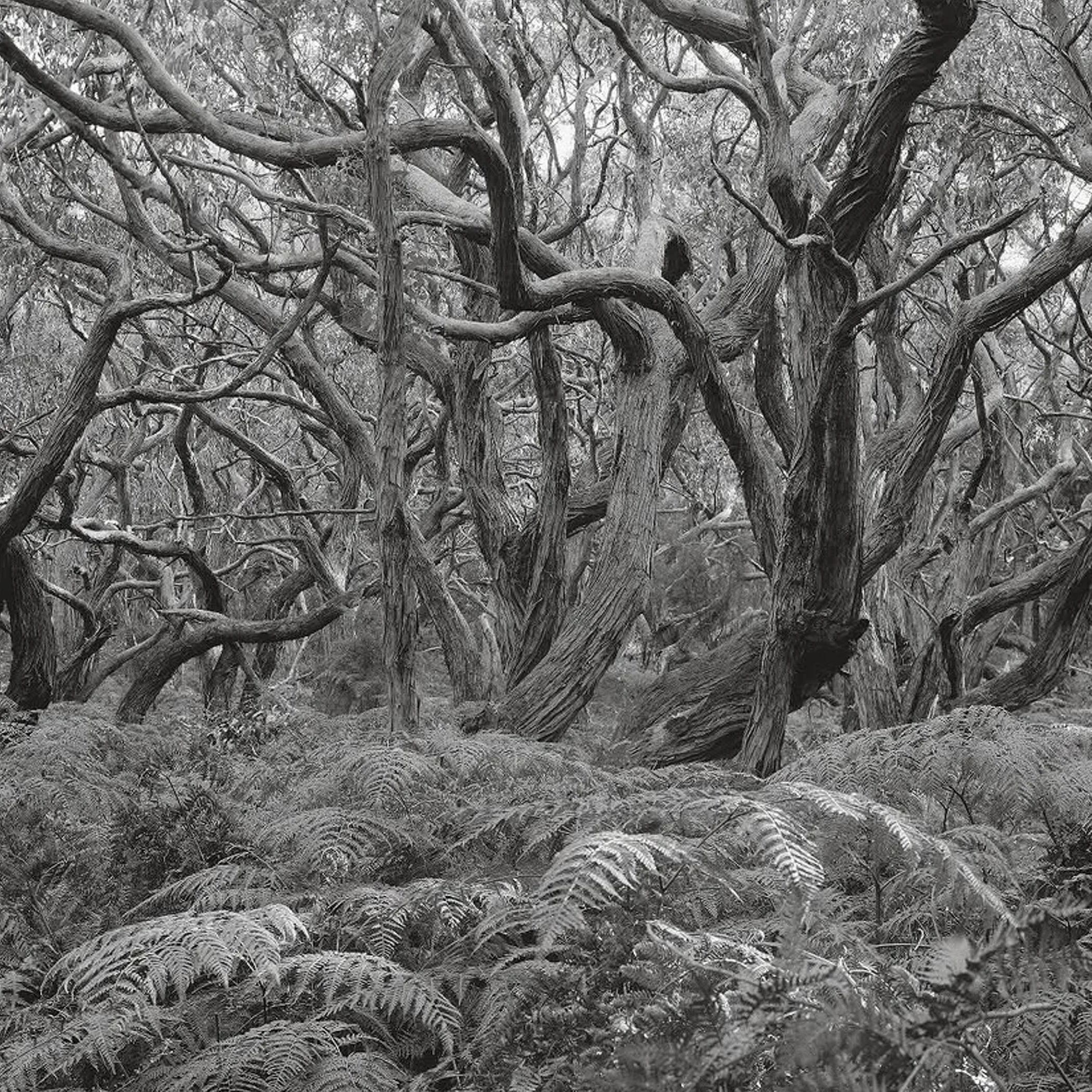 great otway national park forest