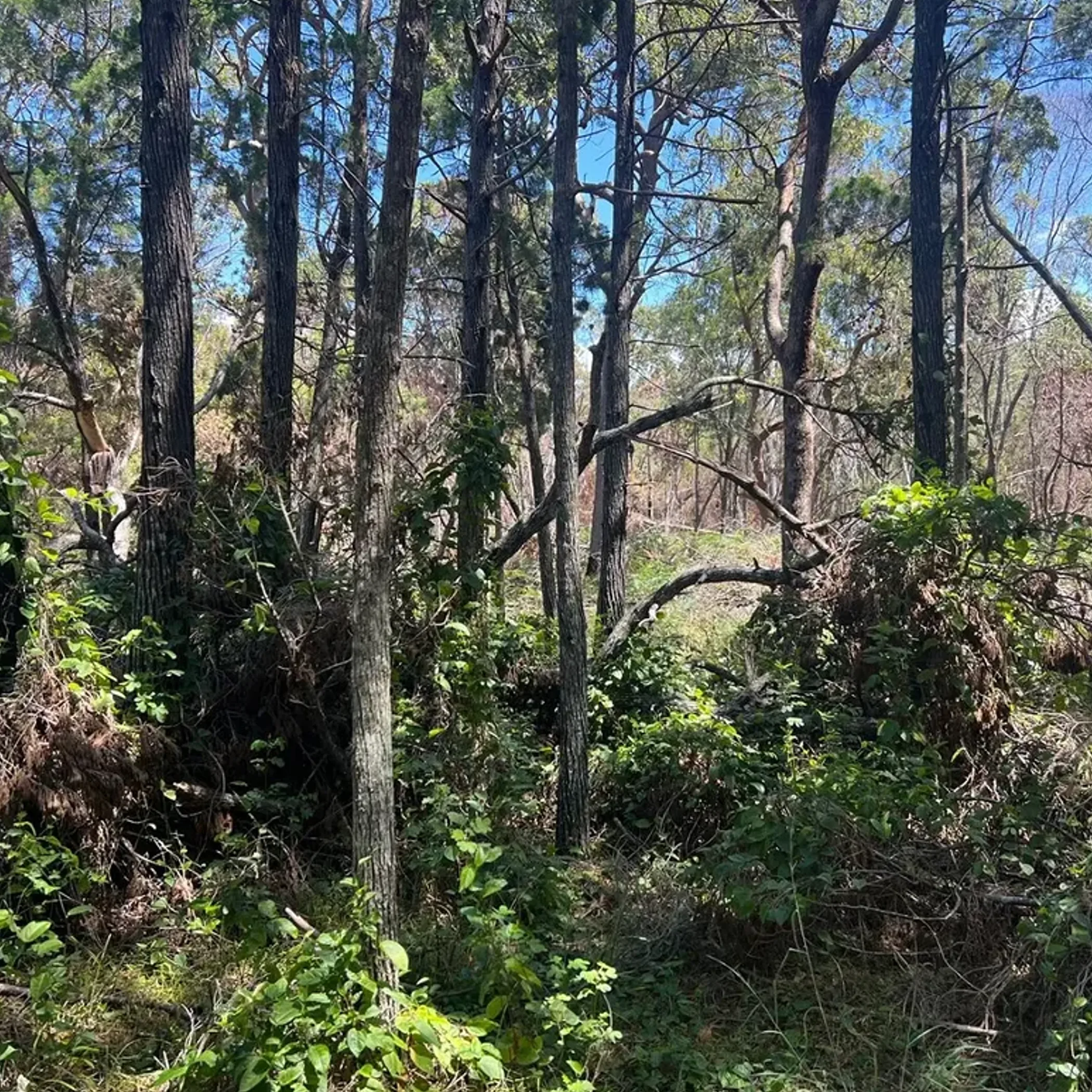 native woodland and recovering groundcover