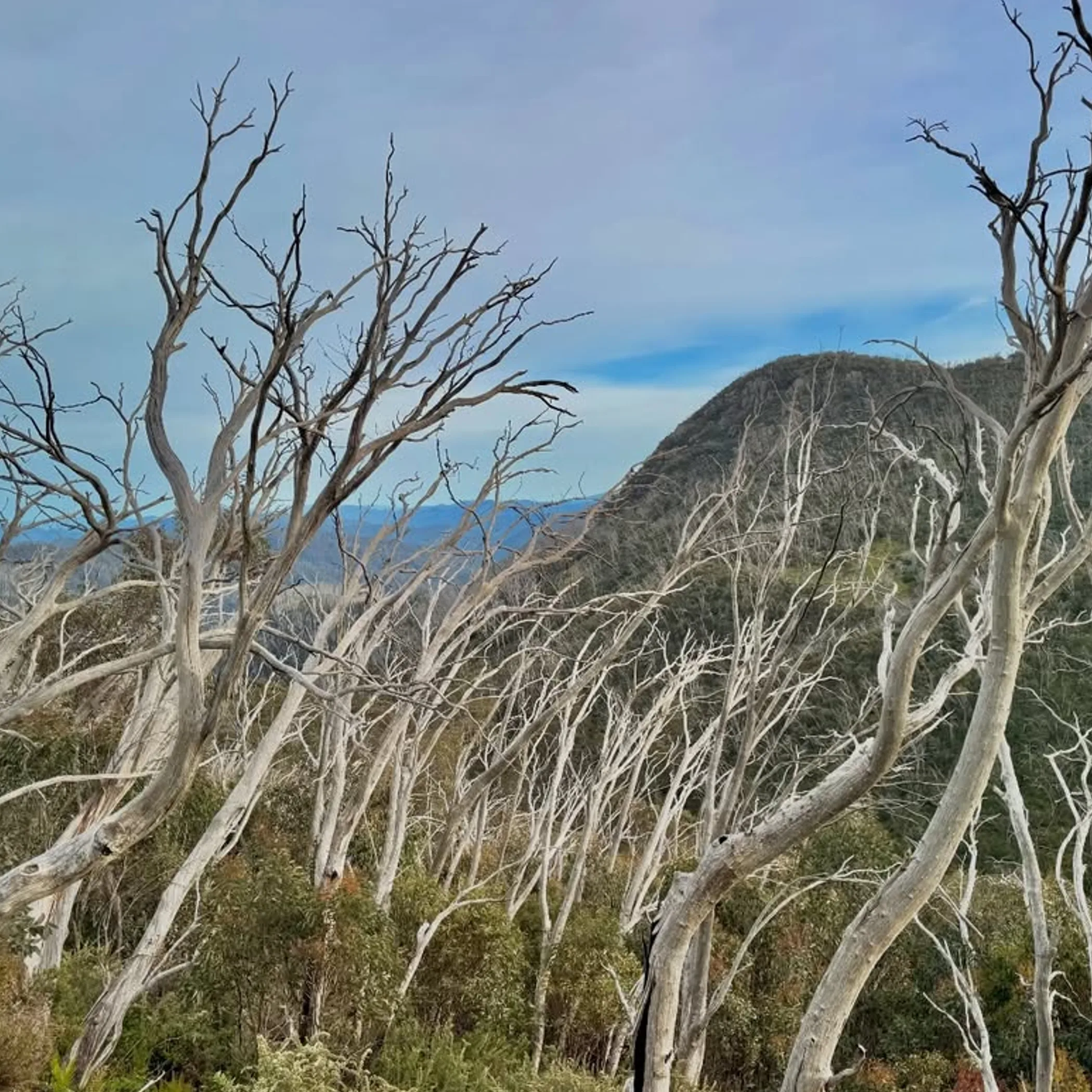 dargo high plains landscape