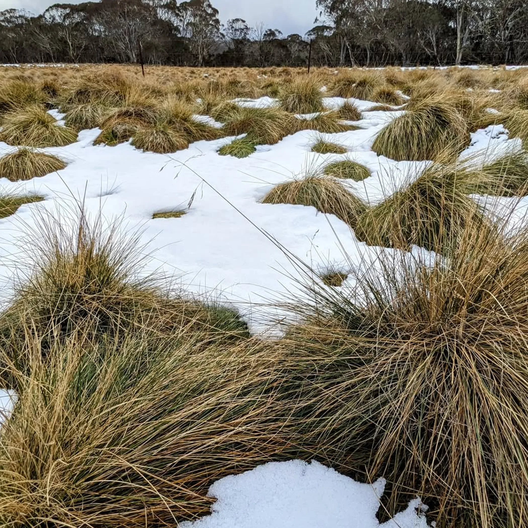 snowy dargo high plains conditions