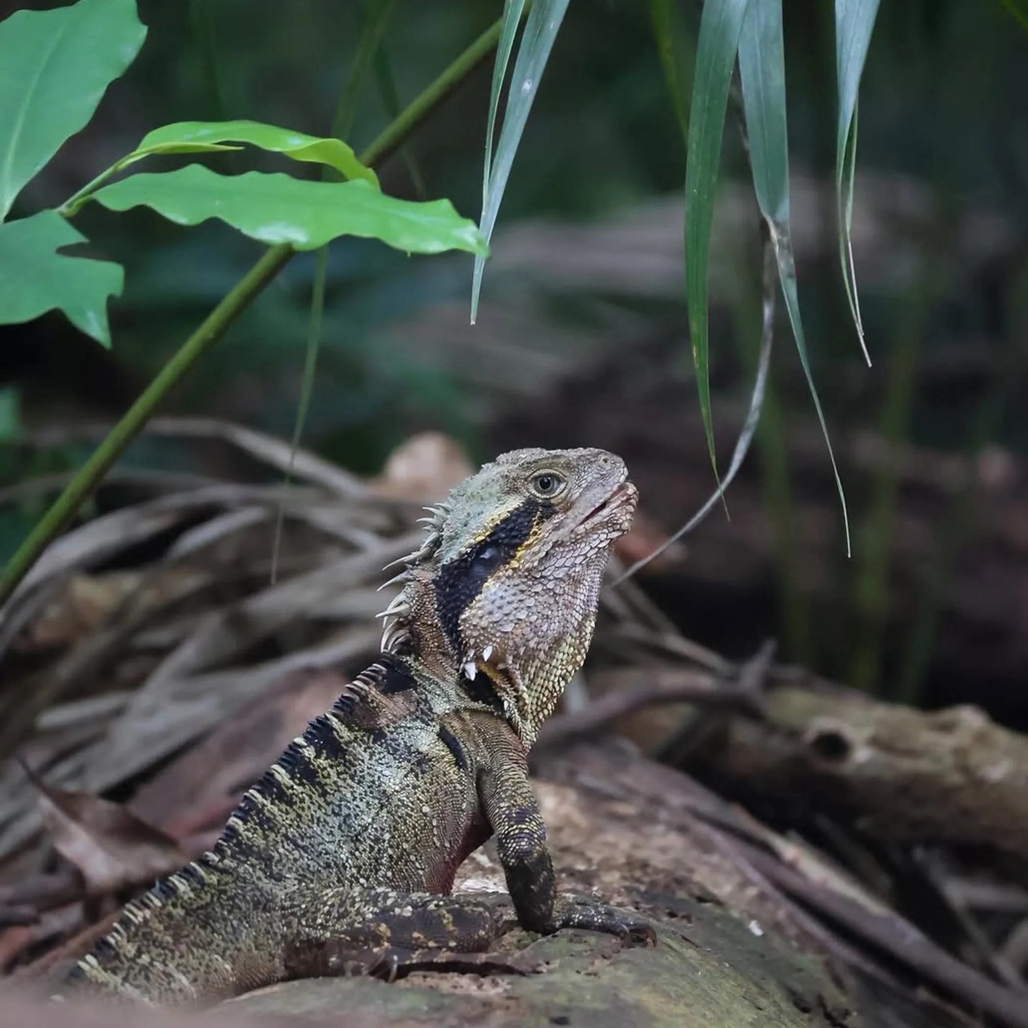 queensland national park rainforest habitat