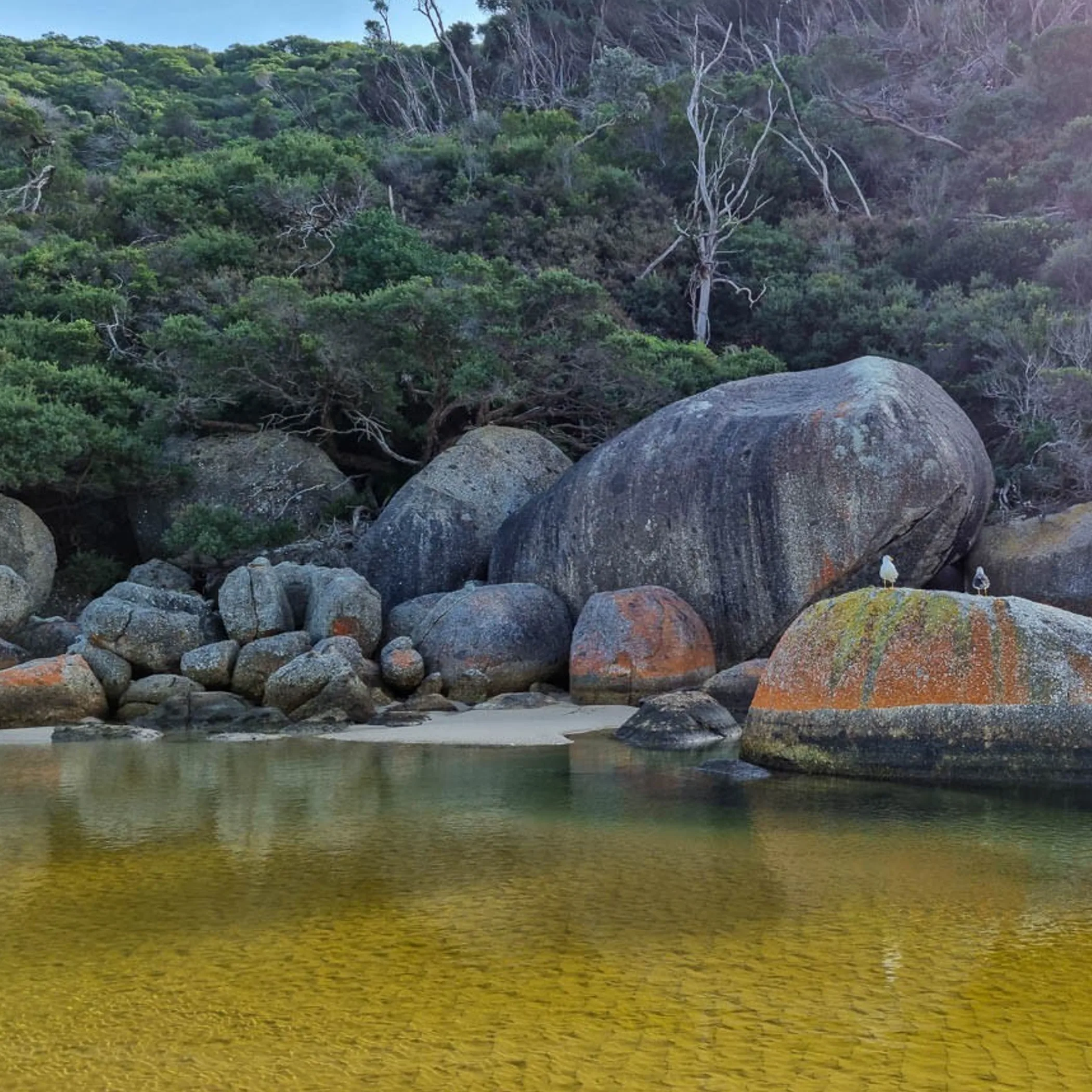 wilsons promontory national park landscape