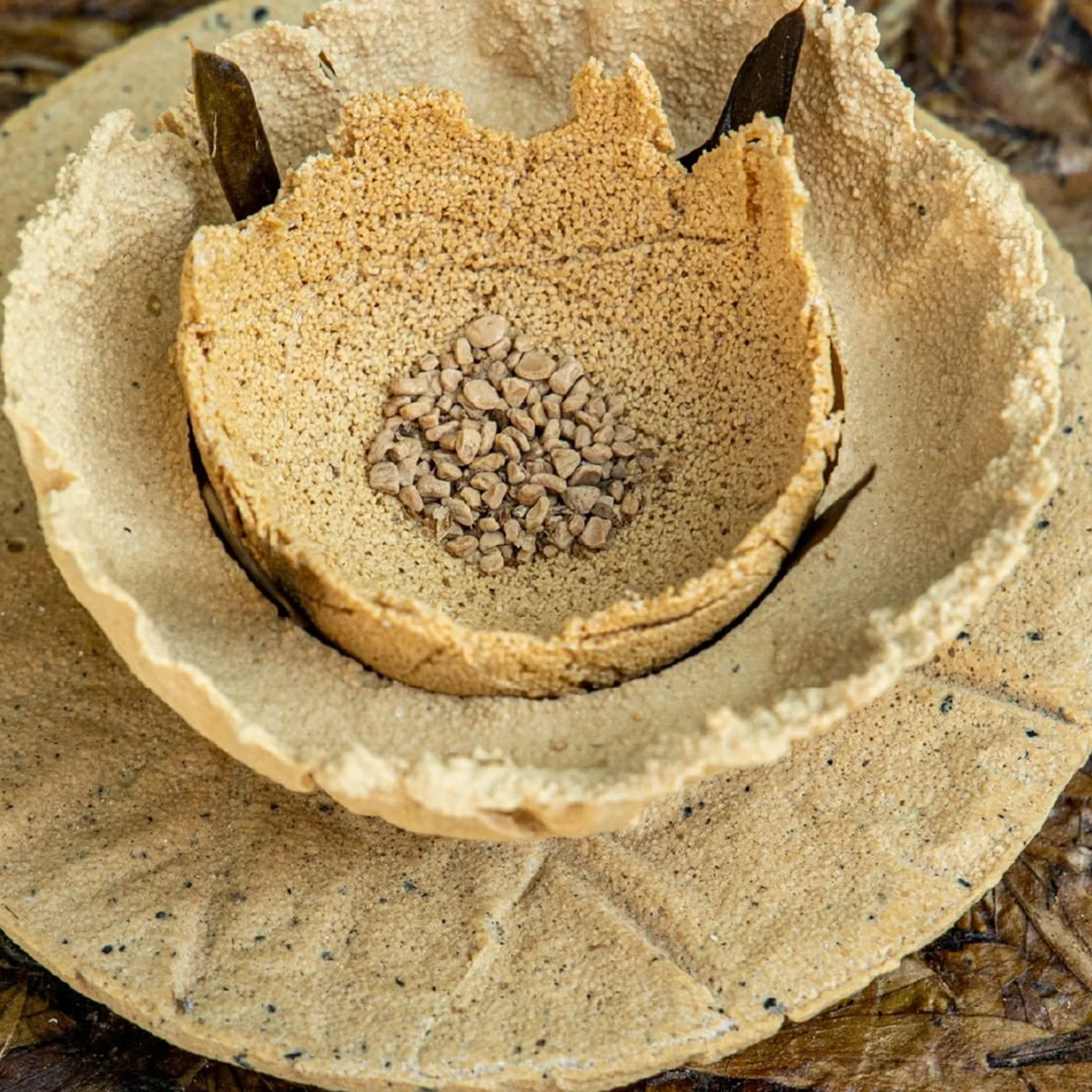 circular economy packaging from organic waste