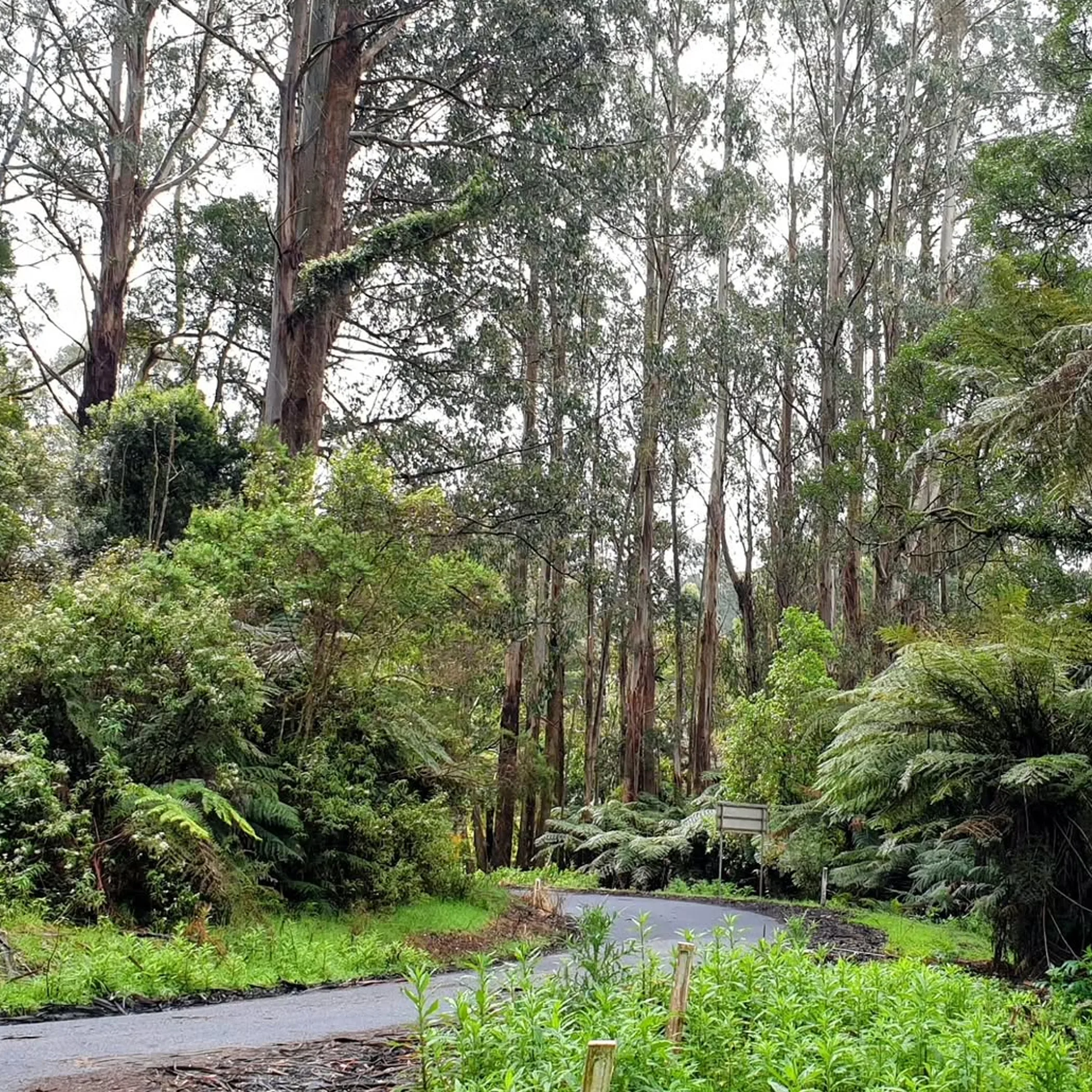 road through tara-bulga rainforest