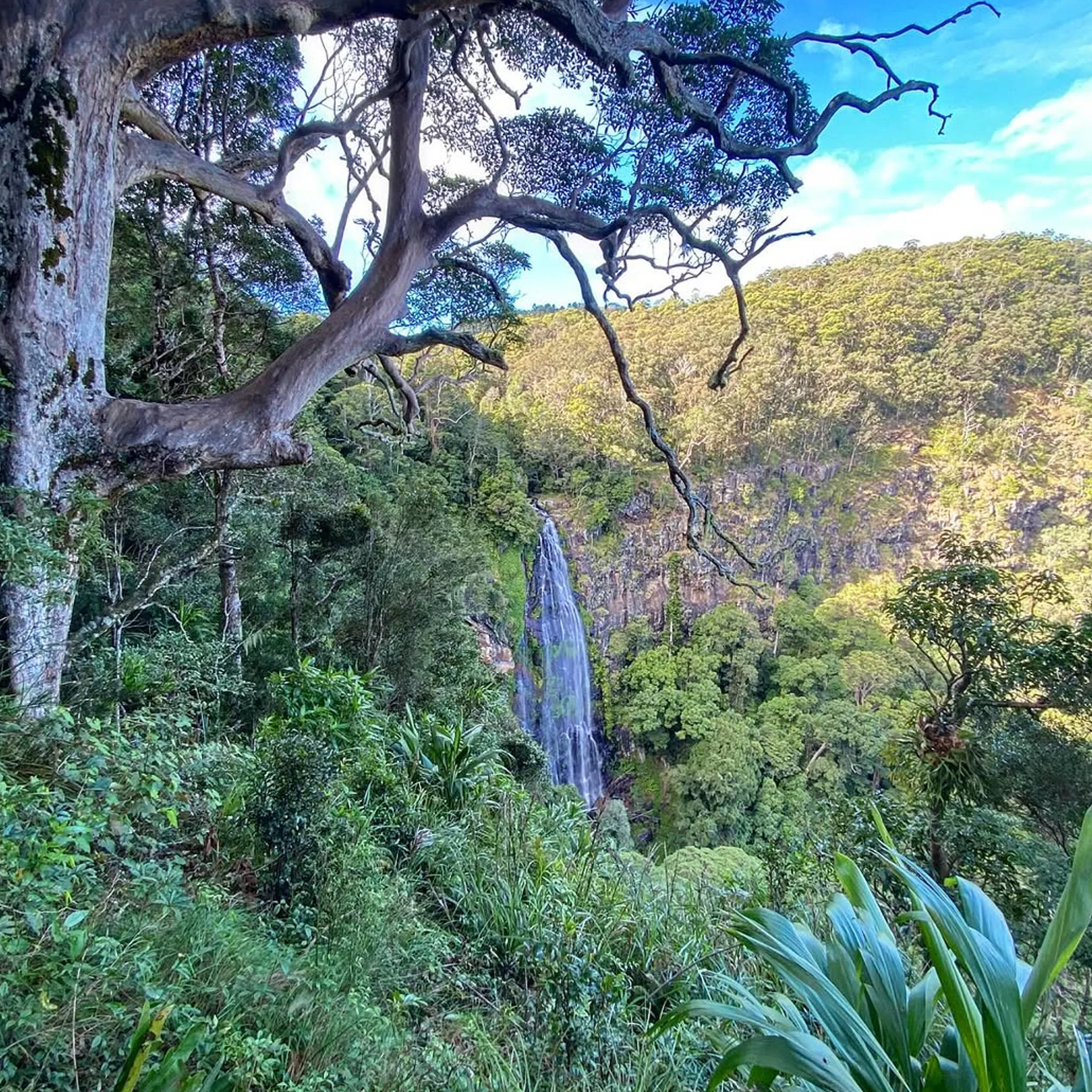 queensland national park waterfall rainforest